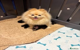 Pomeranian dogs for sale: KC Black&Tan Pom puppies stunning 🤩 🧡🖤 - Image 13