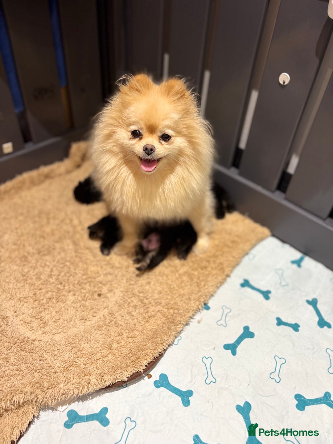 Pomeranian dogs for sale: KC Black&Tan Pom puppies stunning 🤩 🧡🖤 - Image 13