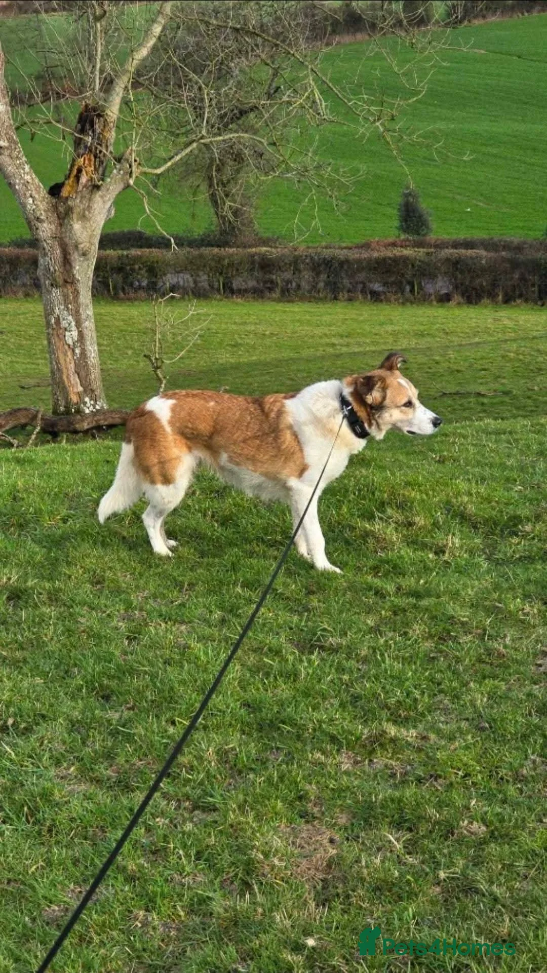 Mixed Breed dogs for adoption: Meet Marnie, currently residing in Devon in Honiton - Advert 8