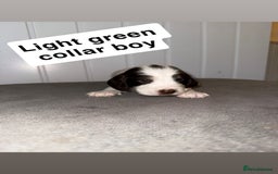 Sprocker dogs for sale: Sprocker puppies - Image 21