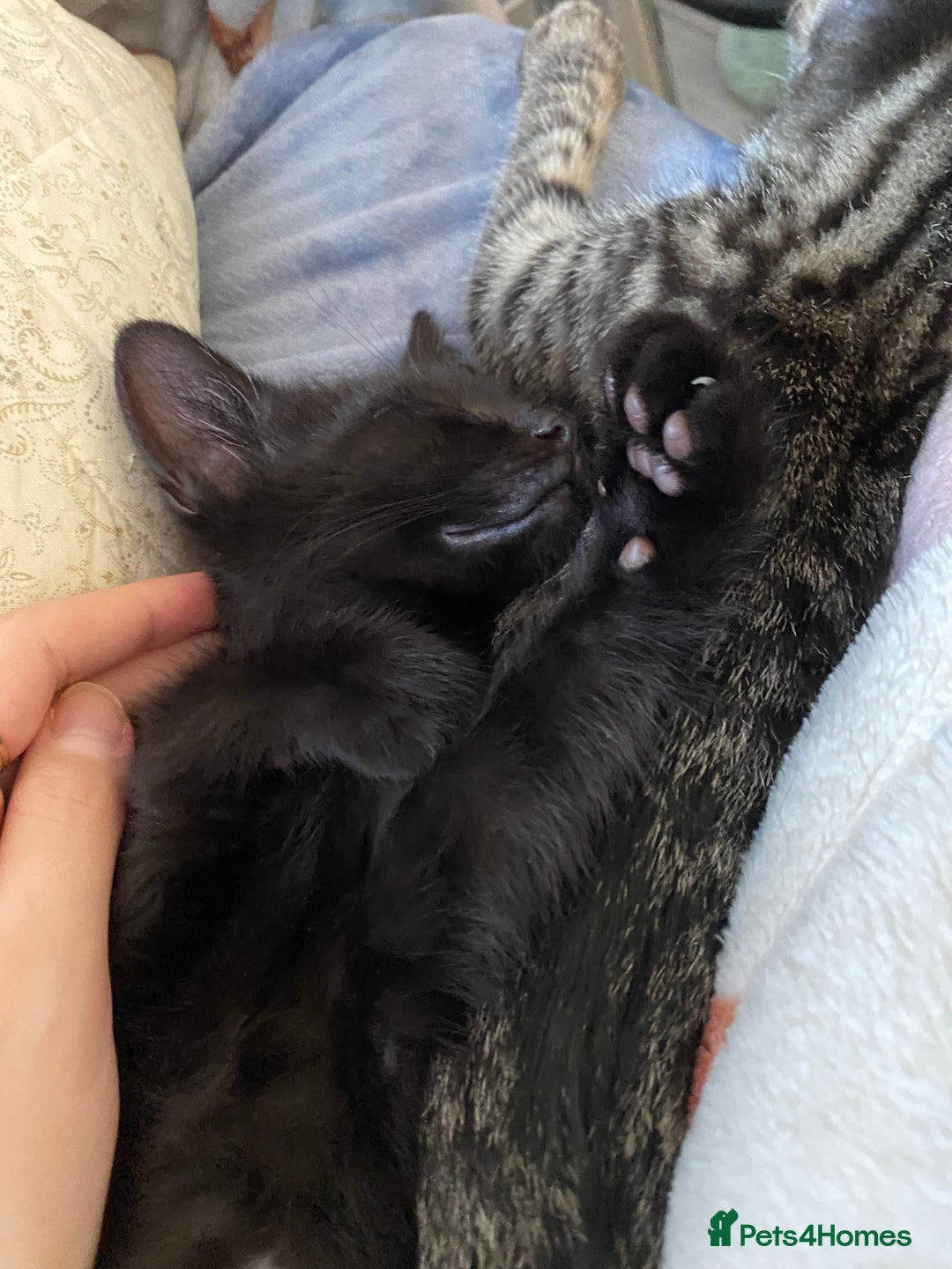 Domestic Shorthair cats for sale: Beautiful tabby shorthair kittens for sale  - Image 6