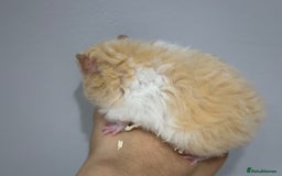 Hamster rodents for sale: Longhaired Rex/Straight Syrian Hamster Babies - Image 7
