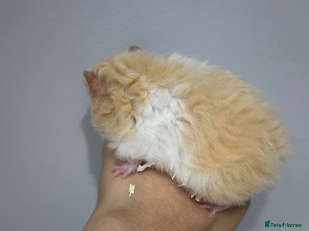 Hamster rodents for sale: Longhaired Rex/Straight Syrian Hamster Babies - Image 7