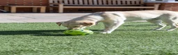 Mixed Breed dogs for adoption: Lovely Lucy - Advert 7