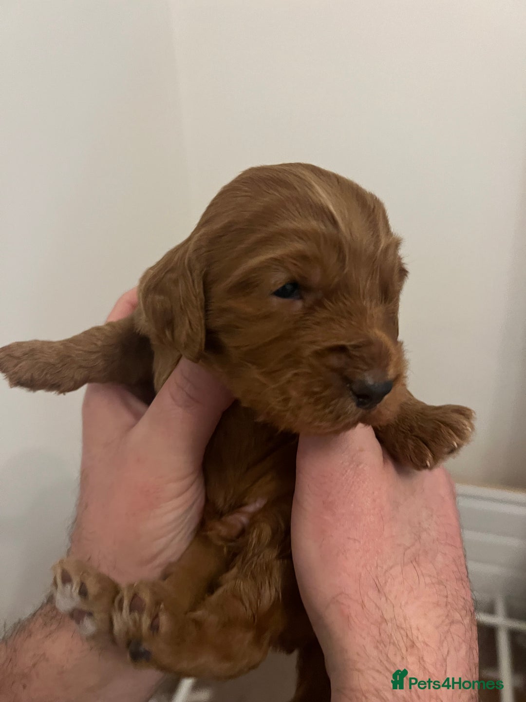 Cockapoo dogs for sale: F1 Cockapoo puppies from health tested parents  - Advert 8