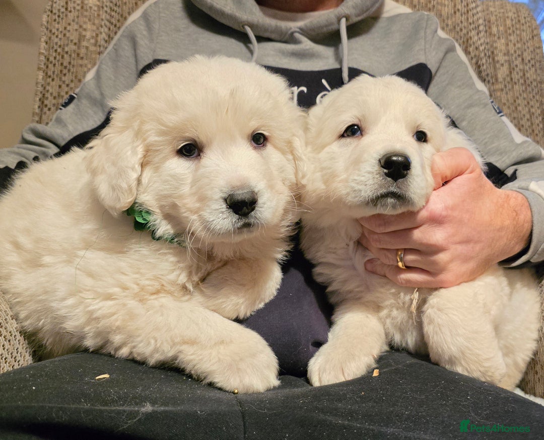 Pyrenean Mountain Dog dogs for sale: Polish tatra mountain sheepdog - Advert 13