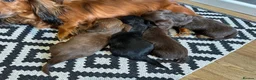 Miniature Dachshund dogs for sale: Long-Haired Miniature Dachshund Puppies  - Advert 10