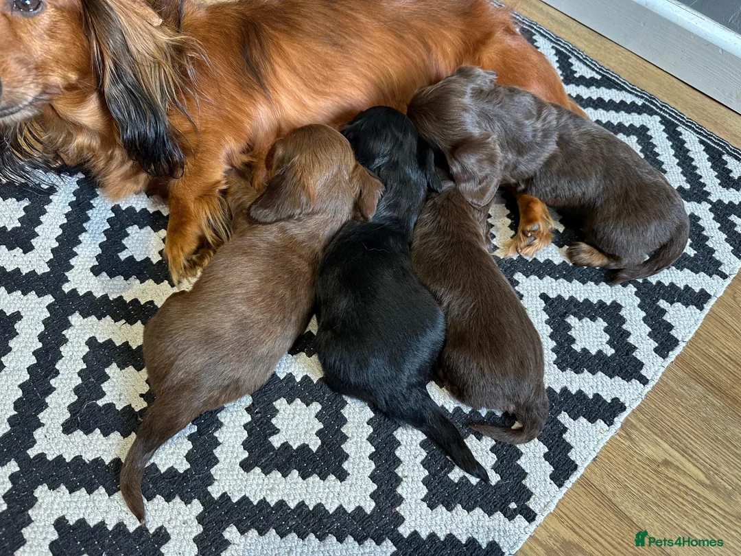 Miniature Dachshund dogs for sale: Long-Haired Miniature Dachshund Puppies  - Advert 10