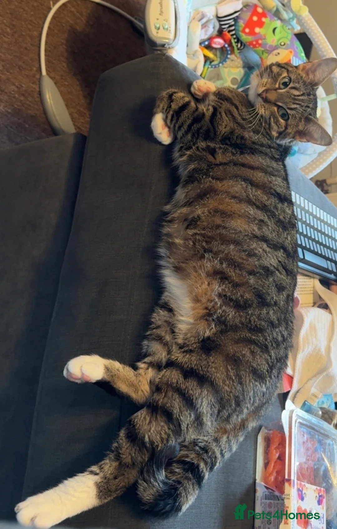 British Shorthair cats for sale: British shorthair  - Advert 3