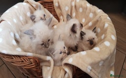 Siberian cats for sale: Hypoallergenic Siberian Neva Masquerade kittens. - Image 3