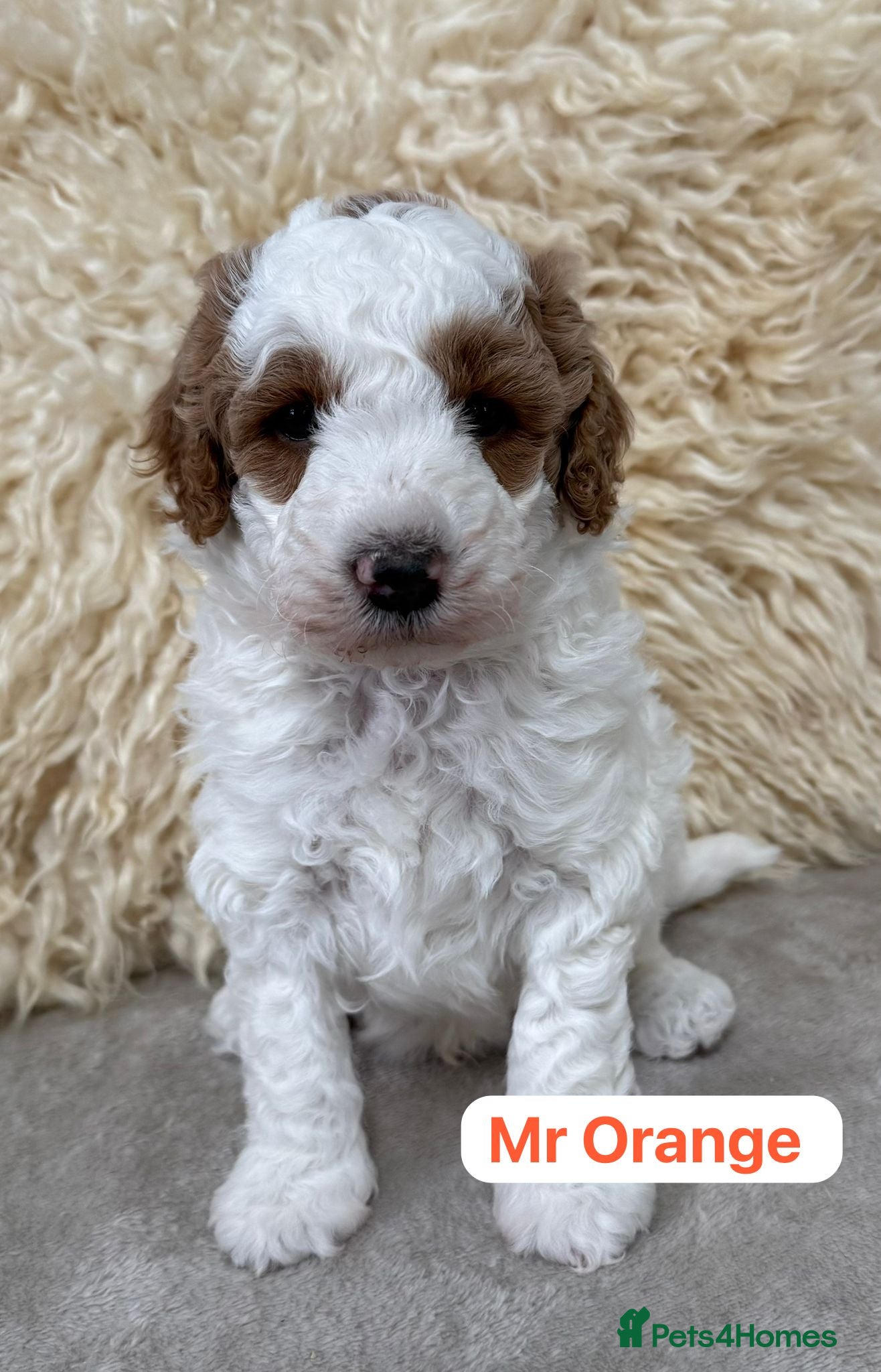 Australian Labradoodle dogs Australian labradoodle Puppies - Advert 5