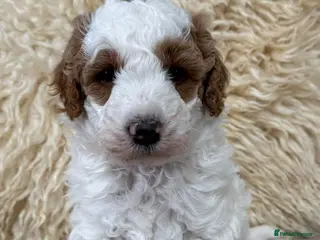 Australian Labradoodle dogs Australian labradoodle Puppies - Advert 5