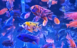 Cichlids fish for sale: Malawi peacocks and haps - Image 4
