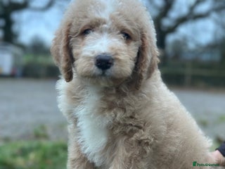 Mixed Breed dogs F1B SAINTBERNADODLE BRAMLEY BOY NOVA B/W GIRL - Advert 3