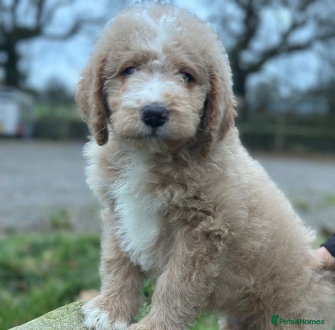 Mixed Breed dogs F1B SAINTBERNADODLE BRAMLEY BOY NOVA B/W GIRL - Advert 1