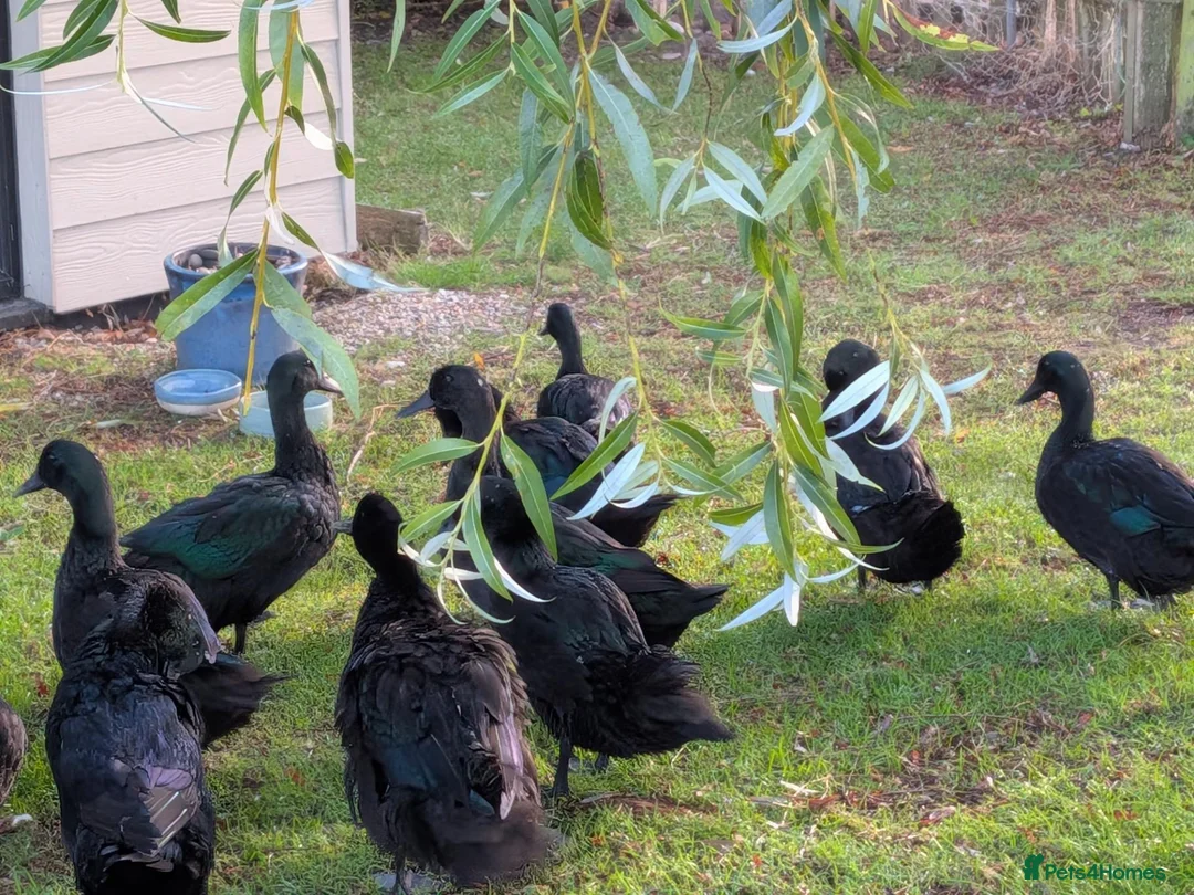 Ducks poultry for sale: Beautiful Cayuga ducks available  - Advert 2