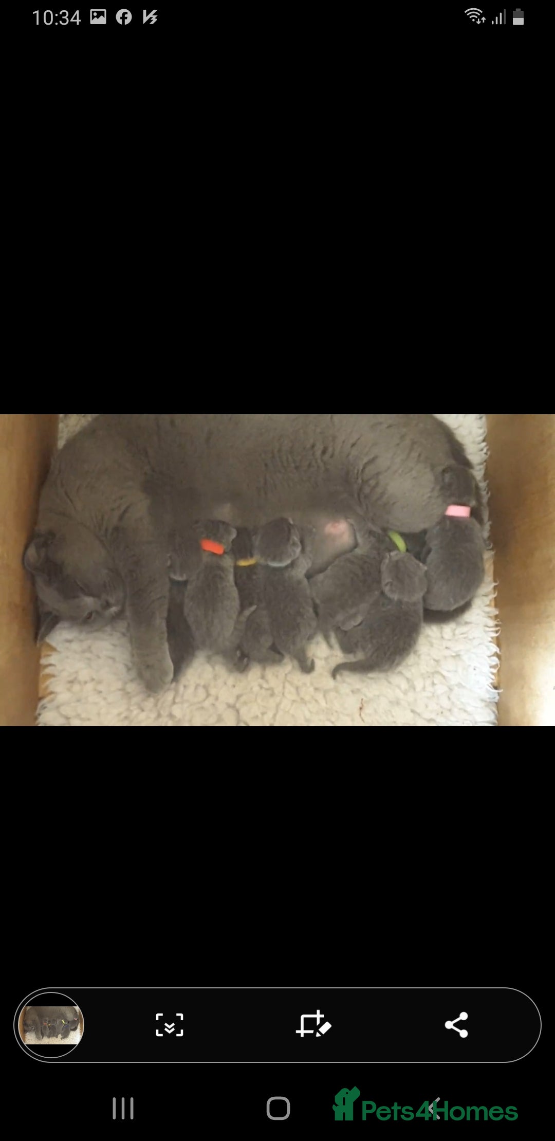 British Shorthair cats for sale: Top Quality British Shorthair kittens  - Image 8
