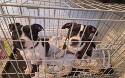 Mixed Breed dogs for sale: Pups  - Image 9