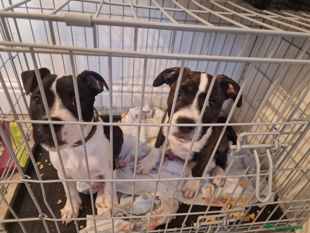 Mixed Breed dogs for sale: Pups  - Image 9