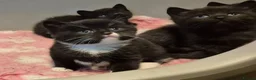 Mixed Breed cats for sale: British short hair cross kittens  - Advert 4