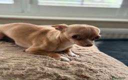 Chihuahua dogs for sale: Short Haired Chihuahua puppies  - Image 3