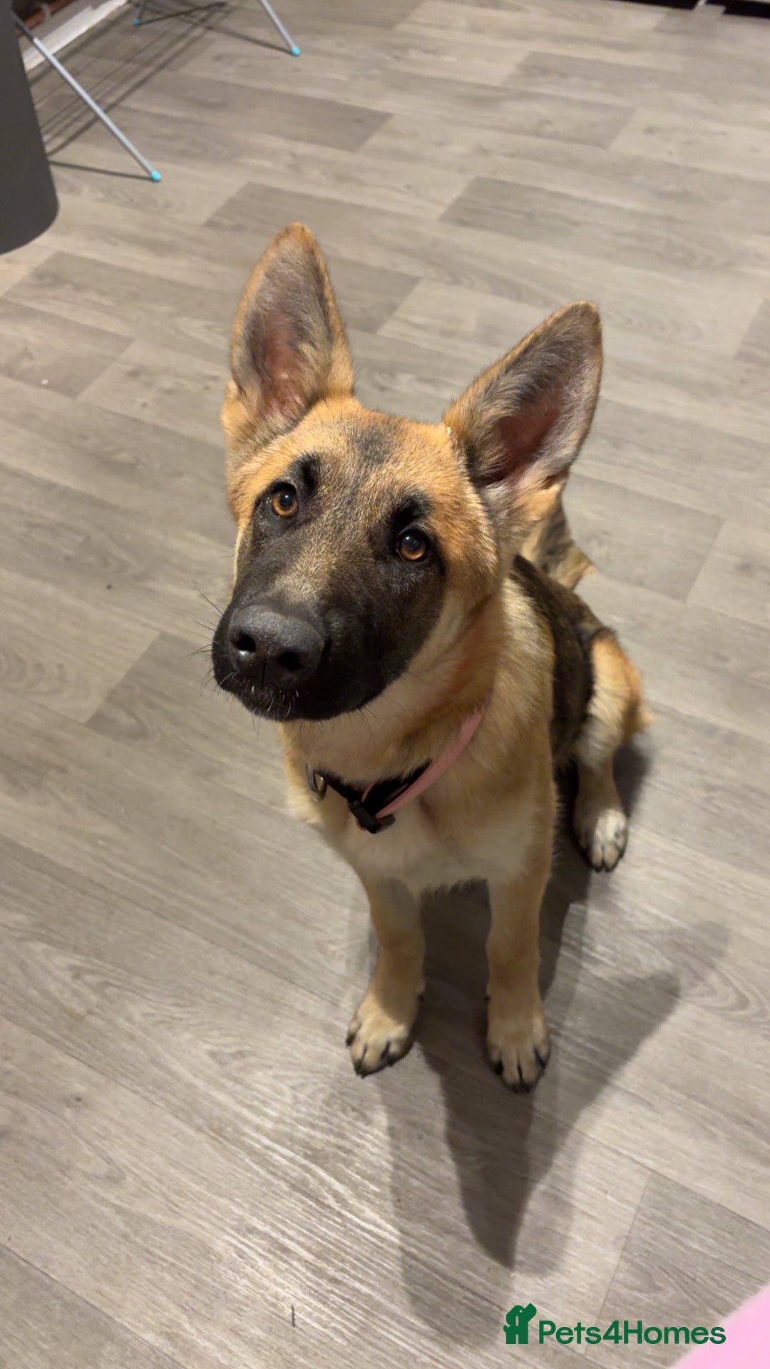 German Shepherd dogs for sale: Skye German shepherd  - Advert 6