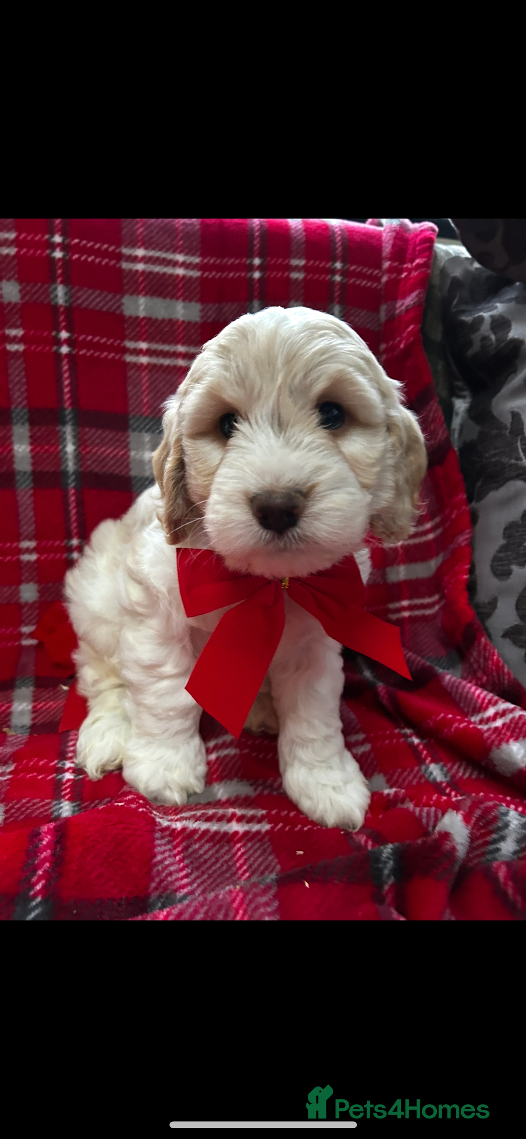Cockapoo dogs for sale: Beautiful cockapoo puppies  - Advert 6