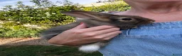 Lionhead rabbits for sale: Various Lionhead rabbit babies £45 each - Advert 5