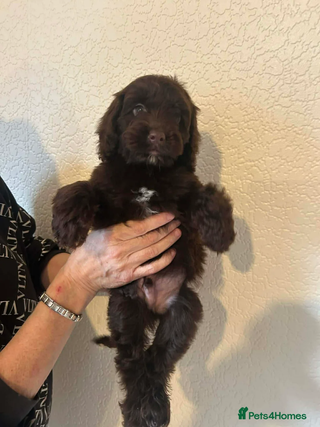 Cockapoo dogs for sale: Ready to leave cockerpoo  - Advert 2