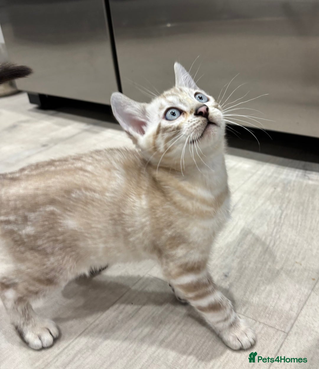 Bengal cats for sale: ⭐️5 star home required for our Bengal Snow Boy  - Advert 12