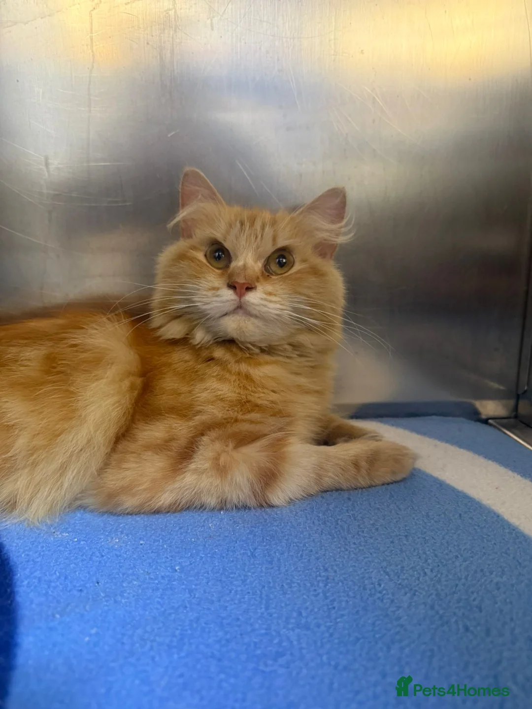 Mixed Breed cats for adoption: HARK-MIX PERSIAN CUDDLY BOY NEUTERED VACCINATED - Advert 6