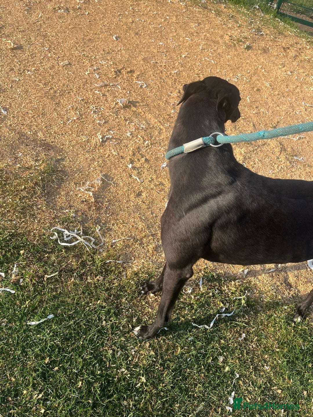 Greyhound dogs for sale: Boe ex racing bitch - Advert 6