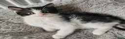 Mixed Breed cats for sale: Gorgeous kittens  - Advert 11