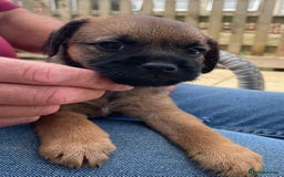Border Terrier dogs for sale: Border terrier puppy’s  - Image 3