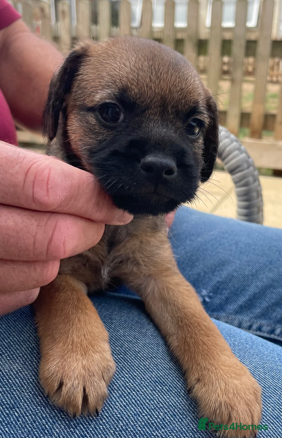 Border Terrier dogs for sale: Border terrier puppy’s  - Image 3