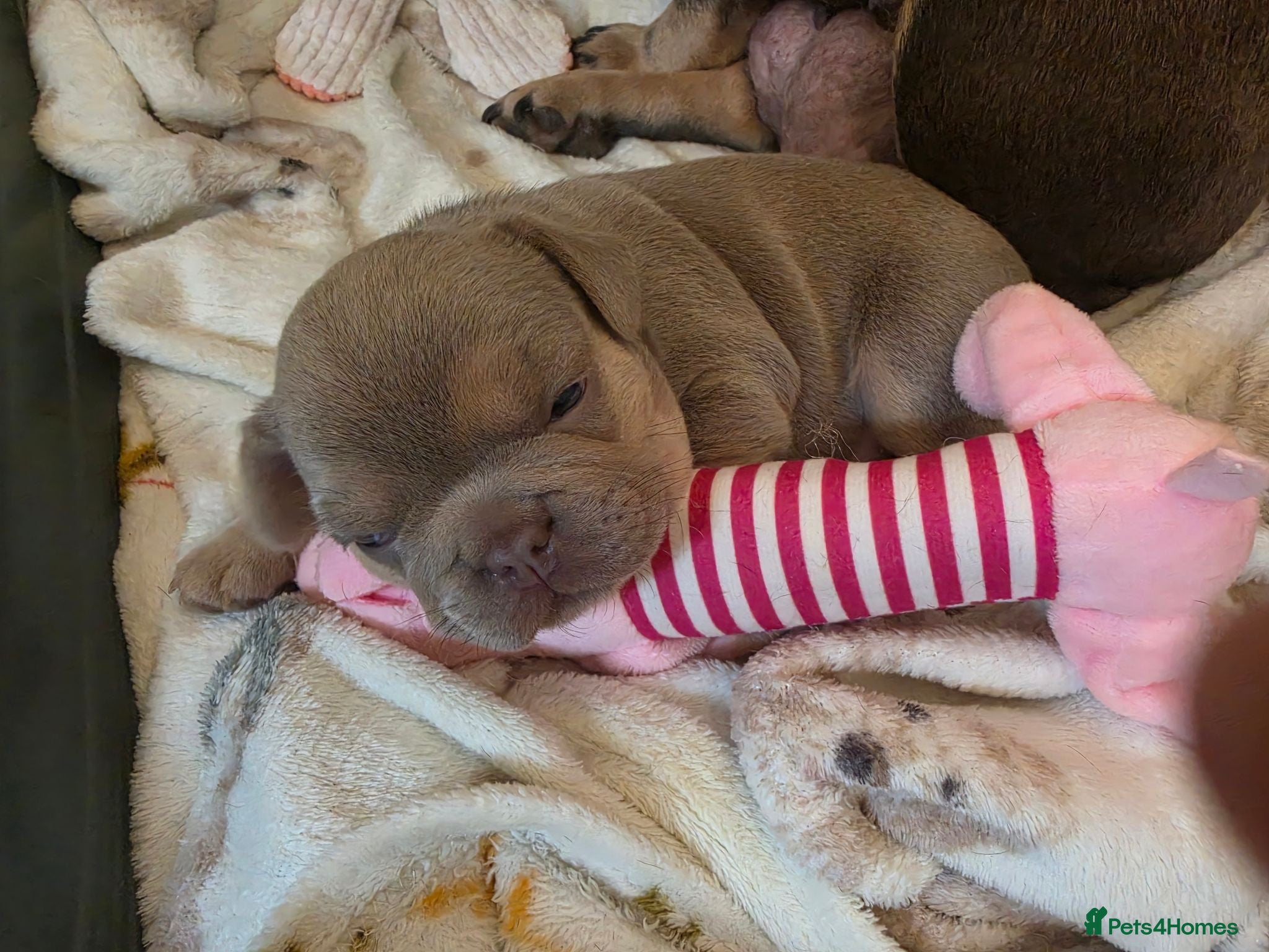 French Bulldog dogs Beautiful Frenchie Puppies  - Advert 2