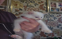 Maine Coon cats for sale: Mainecoon/ragdoll - Advert 4