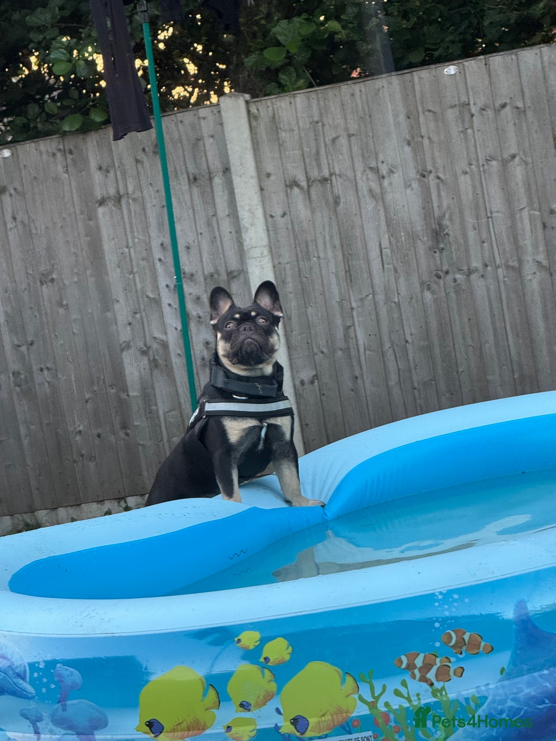 French Bulldog dogs for sale: 10 month old male Frenchbulldog  - Image 8