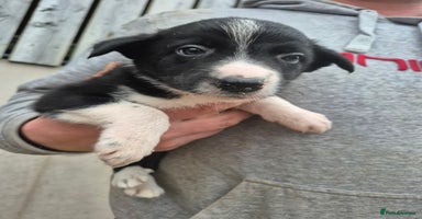 Border Collie dogs - Advert 7