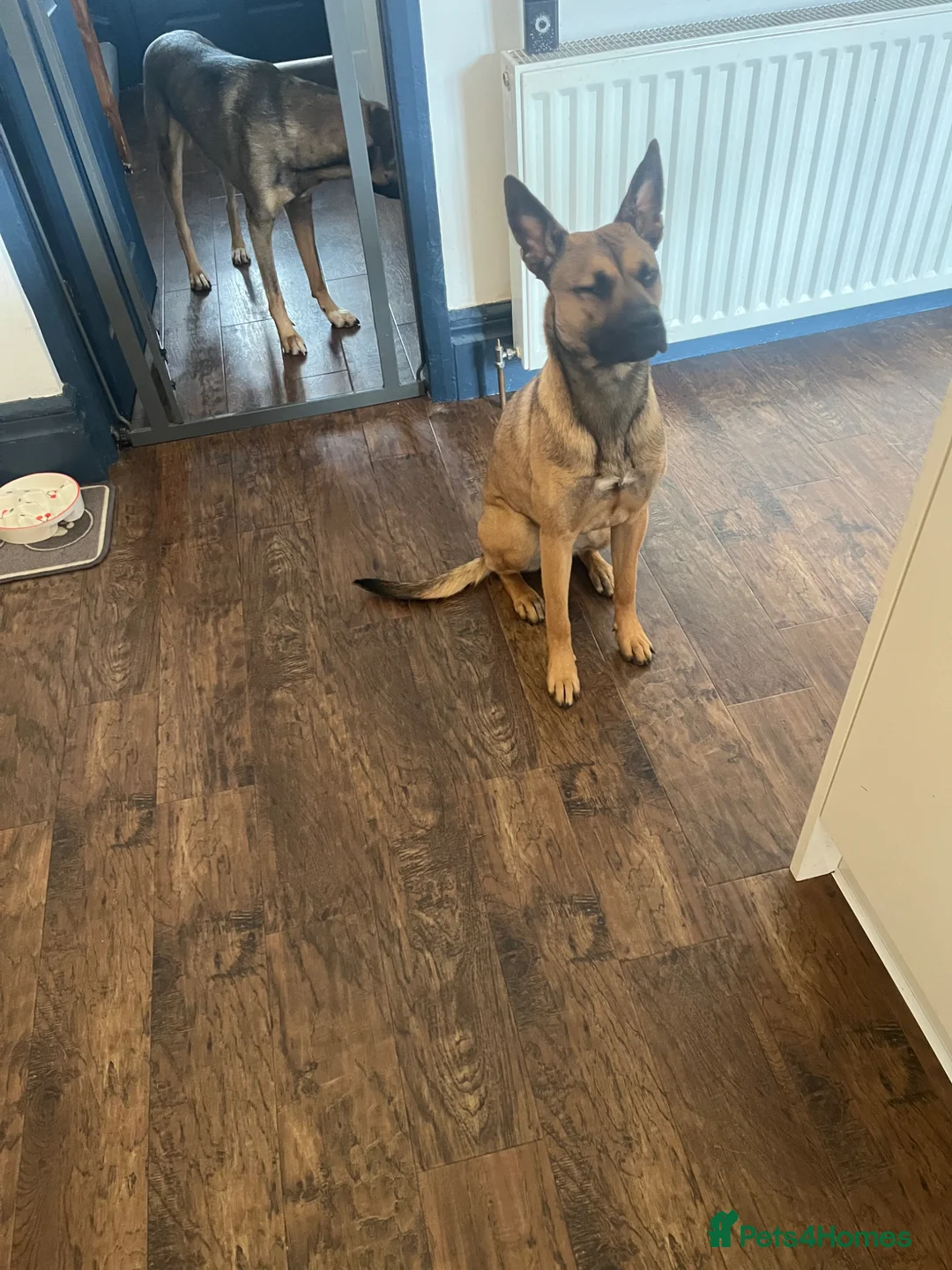 Mixed Breed dogs for sale: 10 month old mixed breed girl - Advert 2