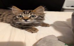 Bengal cats for sale: 2 beautiful Bengal x kittens ready for new home  - Image 7