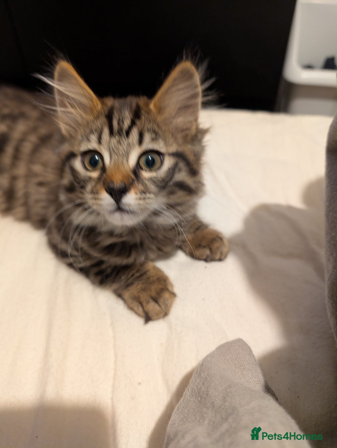 Bengal cats for sale: 2 beautiful Bengal x kittens ready for new home  - Image 7