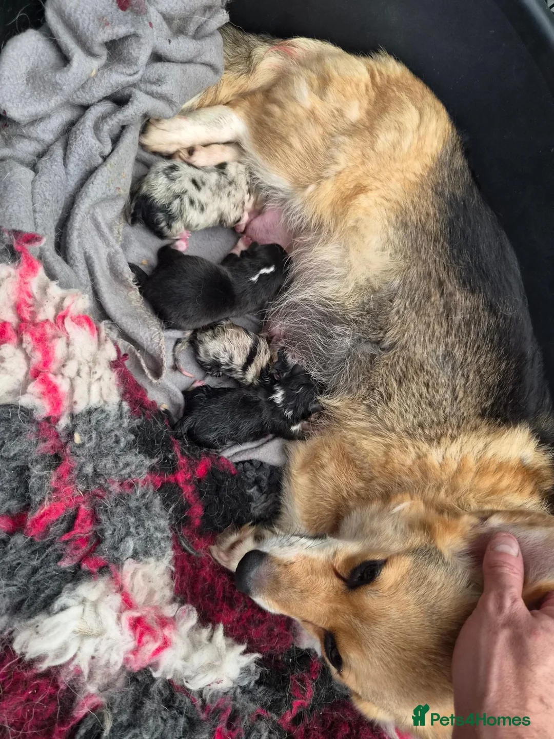 Mixed Breed dogs for sale: Shorgi Puppies  - Advert 2