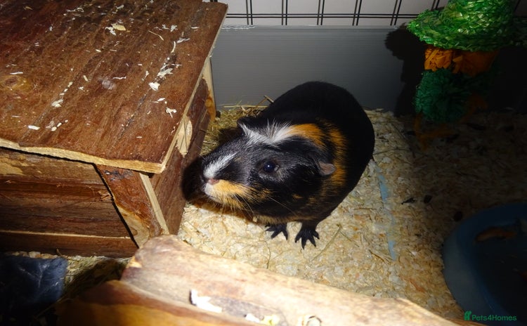 Guinea Pig rodents - Advert 6