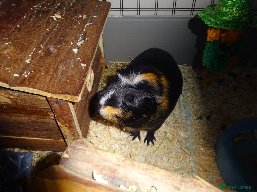 Guinea Pig rodents for sale: Male Guinea pig   - Image 1