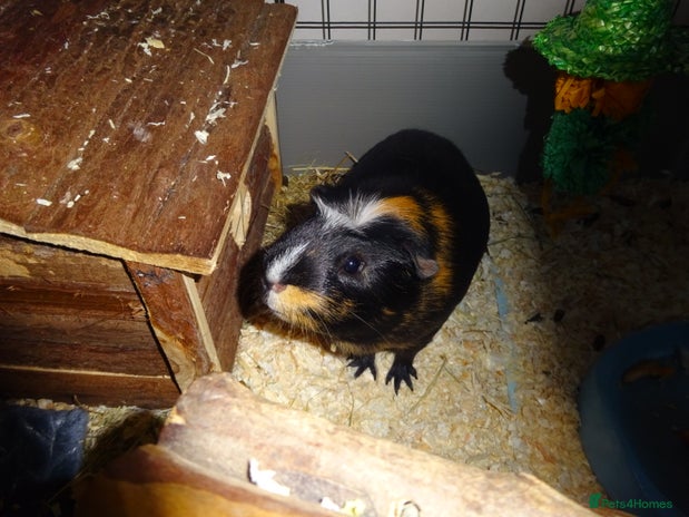 Guinea Pig rodents - Advert 12