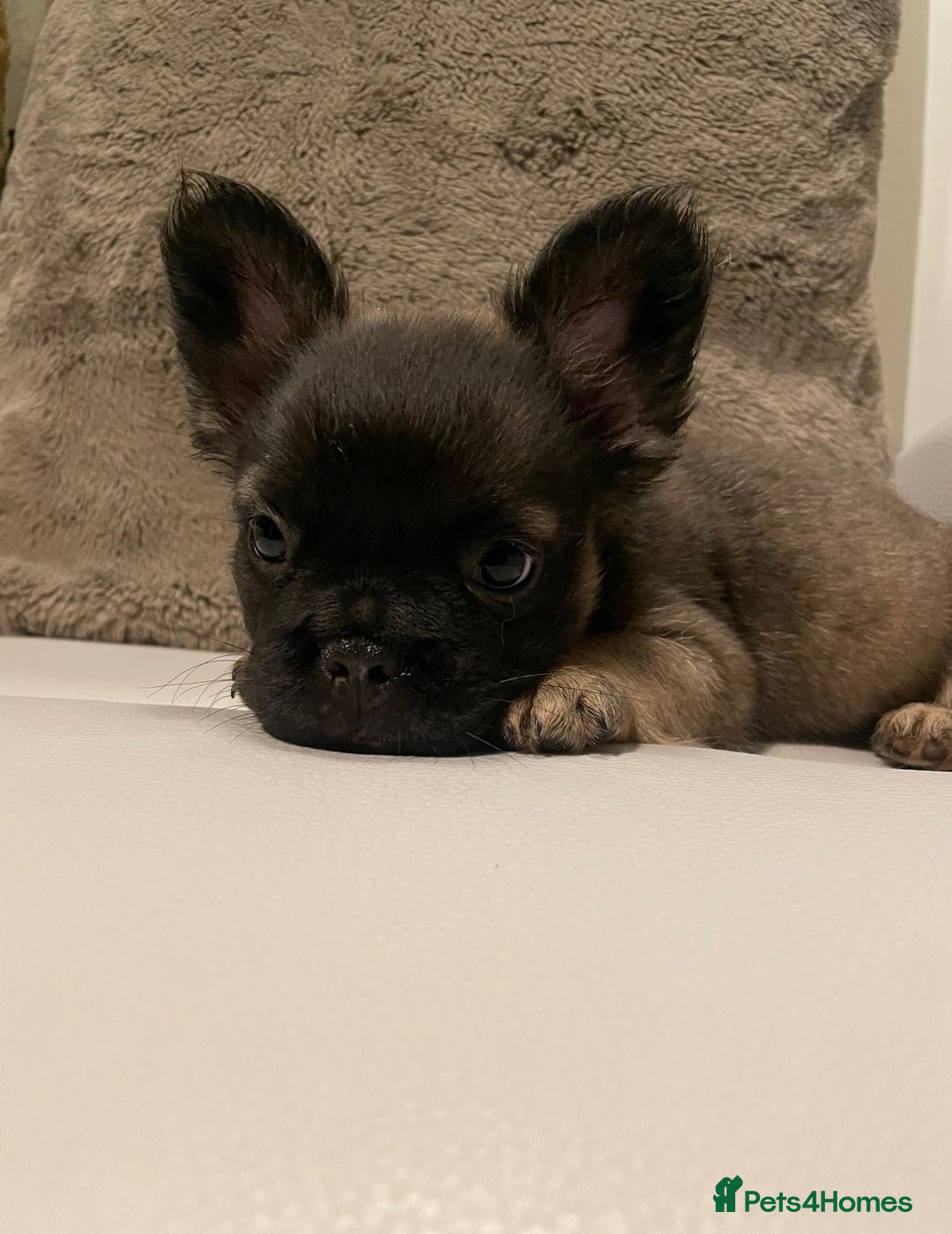 French Bulldog dogs for sale: FRENCH BULLDOG PUPPIES FOR SALE!! - Advert 3