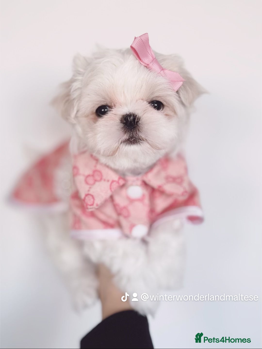 Maltese dogs for sale: 🩷Exclusive 🧬 DNA Tested 🧬 Full Korean Maltese🩵 - Advert 19