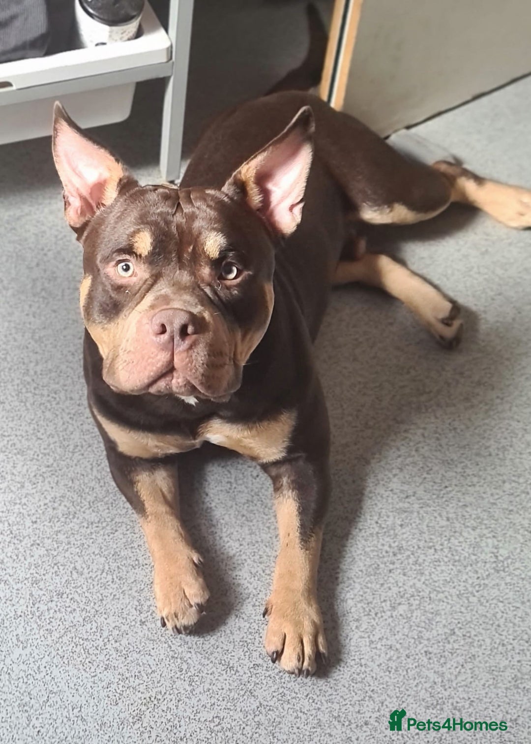 Mixed Breed dogs for sale: French Bulldog x Standard Bully Pups - Advert 15