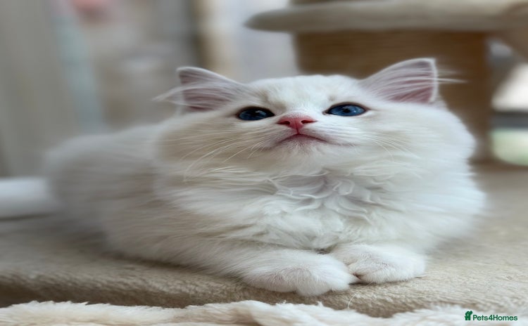 Ragdoll cats - Advert 8